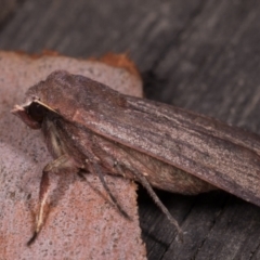 Diarsia intermixta at Melba, ACT - 14 May 2021 11:50 PM