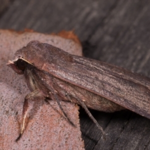 Diarsia intermixta at Melba, ACT - 14 May 2021 11:50 PM