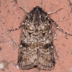 Agrotis porphyricollis (Variable Cutworm) at Melba, ACT - 14 May 2021 by kasiaaus