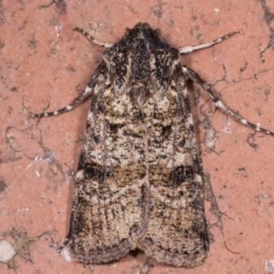 Agrotis porphyricollis (Variable Cutworm) at Melba, ACT - 14 May 2021 by kasiaaus