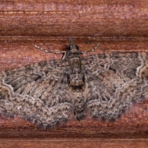 Chloroclystis (genus) at Melba, ACT - 15 May 2021 10:23 PM