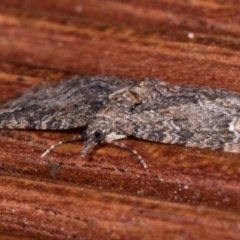 Chloroclystis (genus) at Melba, ACT - 15 May 2021