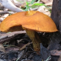 Gymnopilus junonius (Spectacular Rustgill) at Coree, ACT - 17 May 2021 by SandraH