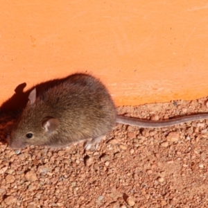 Mus musculus at Molonglo Valley, ACT - 16 May 2021