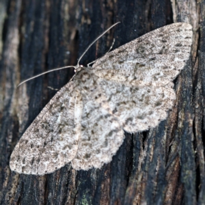 Ectropis fractaria at Paddys River, ACT - 12 Mar 2021