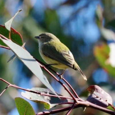 Smicrornis brevirostris (Weebill) at Red Hill Nature Reserve - 16 May 2021 by ebristow