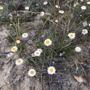 Leucochrysum albicans subsp. tricolor at Booth, ACT - 30 Apr 2021 12:47 PM