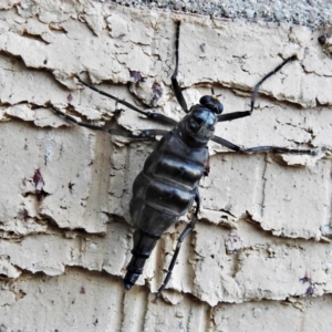 Boreoides subulatus at Wanniassa, ACT - 17 May 2021 05:01 PM