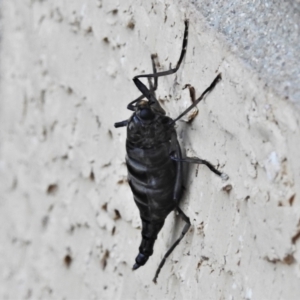 Boreoides subulatus at Wanniassa, ACT - 17 May 2021 05:01 PM