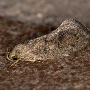 Syncometes vilis at Melba, ACT - 15 Dec 2020 12:01 AM