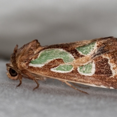 Cosmodes elegans (Green Blotched Moth) at Melba, ACT - 14 Dec 2020 by Bron