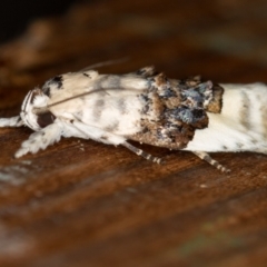 Piloprepes antidoxa (A concealer moth) at Melba, ACT - 15 Dec 2020 by Bron