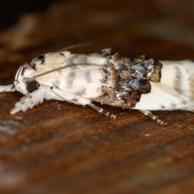 Piloprepes antidoxa (A concealer moth (Wingia group)) at Melba, ACT - 15 Dec 2020 by Bron