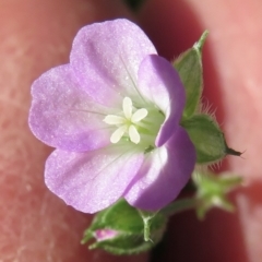 Geranium sp. (Geranium) at Wandella, NSW - 16 May 2021 by RobParnell