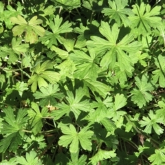Geranium sp. at Wandella, NSW - suppressed