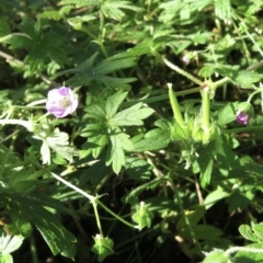 Geranium sp. at Wandella, NSW - suppressed
