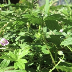 Geranium sp. at Wandella, NSW - 16 May 2021