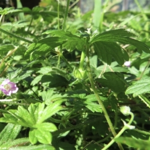 Geranium sp. at Wandella, NSW - suppressed