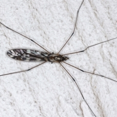 Ischnotoma (Ischnotoma) eburnea (A Crane Fly) at Ainslie, ACT - 12 May 2021 by jbromilow50