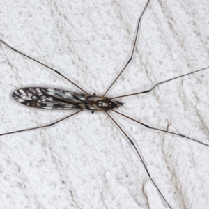 Ischnotoma (Ischnotoma) eburnea at Ainslie, ACT - 12 May 2021 11:41 PM