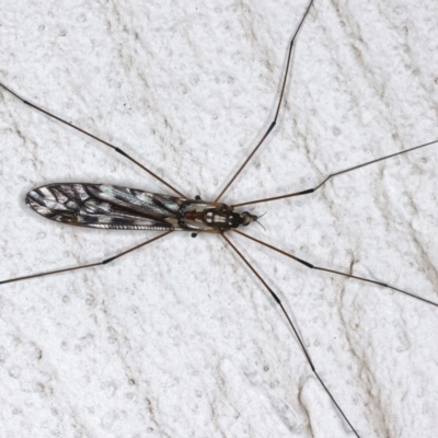 Ischnotoma (Ischnotoma) eburnea (A Crane Fly) at Ainslie, ACT - 12 May 2021 by jbromilow50