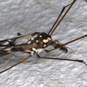 Ischnotoma (Ischnotoma) eburnea at Ainslie, ACT - 12 May 2021