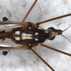 Ischnotoma (Ischnotoma) eburnea at Ainslie, ACT - 12 May 2021