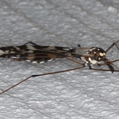 Ischnotoma (Ischnotoma) eburnea at Ainslie, ACT - 12 May 2021