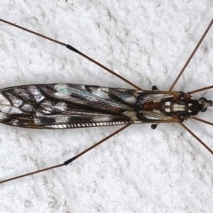 Ischnotoma (Ischnotoma) eburnea at Ainslie, ACT - 12 May 2021 11:41 PM