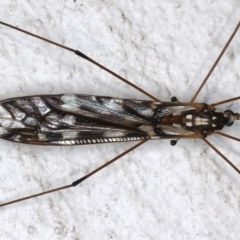 Ischnotoma (Ischnotoma) eburnea at Ainslie, ACT - 12 May 2021