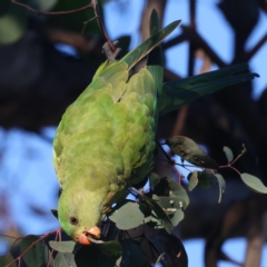 Polytelis swainsonii (Superb Parrot) at Ainslie, ACT - 17 May 2021 by jbromilow50