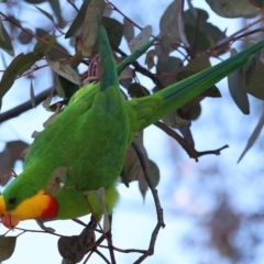 Polytelis swainsonii (Superb Parrot) at Ainslie, ACT - 17 May 2021 by jbromilow50