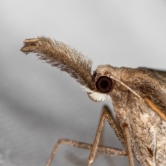 Epidesmia hypenaria (Long-nosed Epidesmia) at Melba, ACT - 15 Dec 2020 by Bron