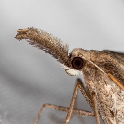 Epidesmia hypenaria (Long-nosed Epidesmia) at Melba, ACT - 15 Dec 2020 by Bron