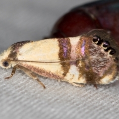 Eupselia satrapella and similar species (An Hypertrophid moth) at Melba, ACT - 14 Dec 2020 by Bron