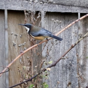 Acanthorhynchus tenuirostris at Higgins, ACT - 6 May 2021