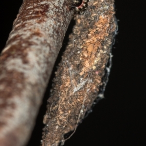 Cebysa leucotelus at Melba, ACT - 14 Dec 2020