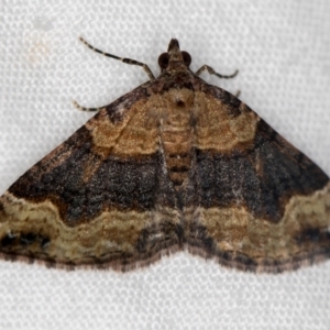 Epyaxa subidaria at Melba, ACT - 14 Dec 2020