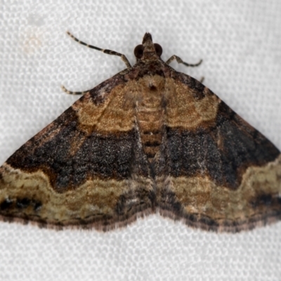 Epyaxa subidaria (Subidaria Moth) at Melba, ACT - 14 Dec 2020 by Bron