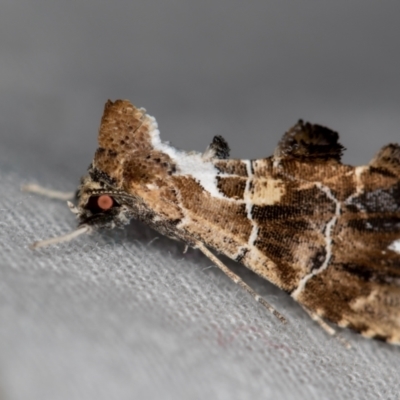Arrade leucocosmalis (A Hypeninae moth) at Melba, ACT - 13 Dec 2020 by Bron