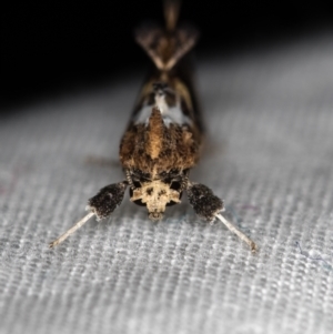 Arrade leucocosmalis at Melba, ACT - 13 Dec 2020