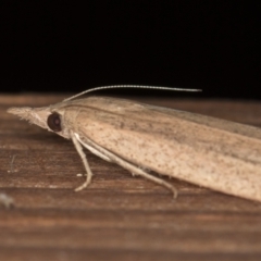 Meyriccia latro (Pyralid moth) at Melba, ACT - 13 Dec 2020 by Bron