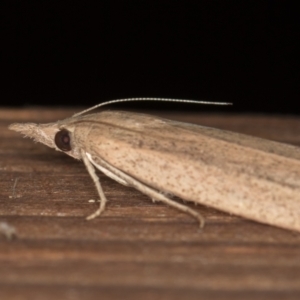 Meyriccia latro at Melba, ACT - 13 Dec 2020 09:33 PM