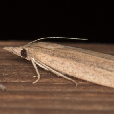 Meyriccia latro (Pyralid moth) at Melba, ACT - 13 Dec 2020 by Bron