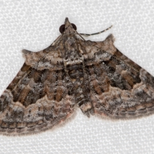 Phrissogonus laticostata at Melba, ACT - 11 Dec 2020