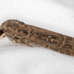 Athetis tenuis (Plain Tenuis Moth) at Melba, ACT - 10 Dec 2020 by Bron