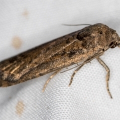 Athetis tenuis at Melba, ACT - 10 Dec 2020 12:15 AM