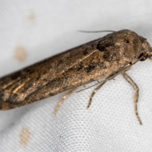 Athetis tenuis at Melba, ACT - 10 Dec 2020 12:15 AM