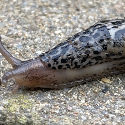 Limax maximus (Leopard Slug, Great Grey Slug) at Watson, ACT - 17 May 2021 by WarrenRowland