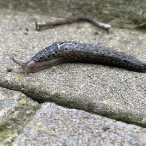 Limax maximus at Watson, ACT - suppressed